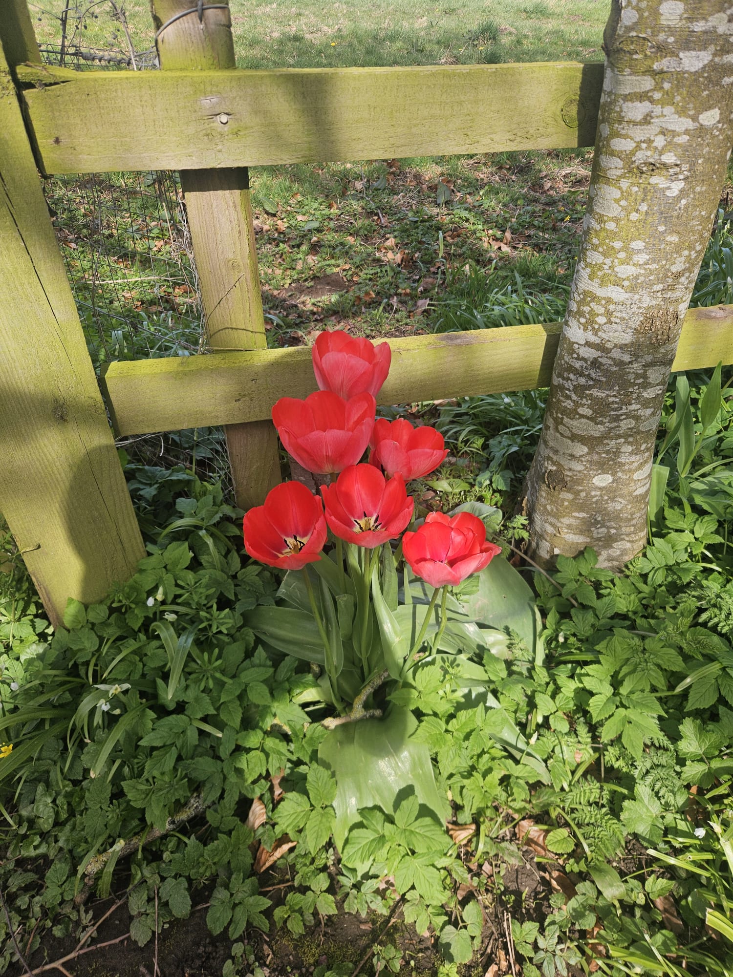 Red tulips growing by a wooden fence